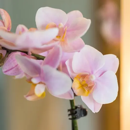 Fontana - Adults Only Бад-Брайзиг