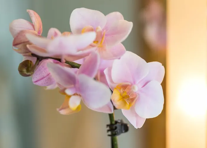 Fontana - Adults Only Bad Breisig